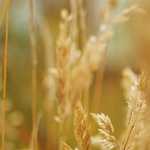 わき毛画像　茨城県　常総市　#ワキ毛　#わき毛　#脇毛　#腋毛　#armpit　#armpithair　　